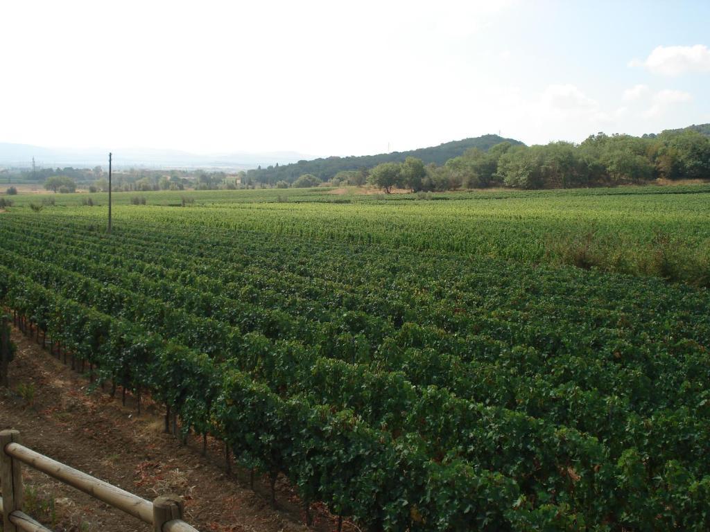 Agriturismo La Fontanella & Glamping Suvereto Luaran gambar
