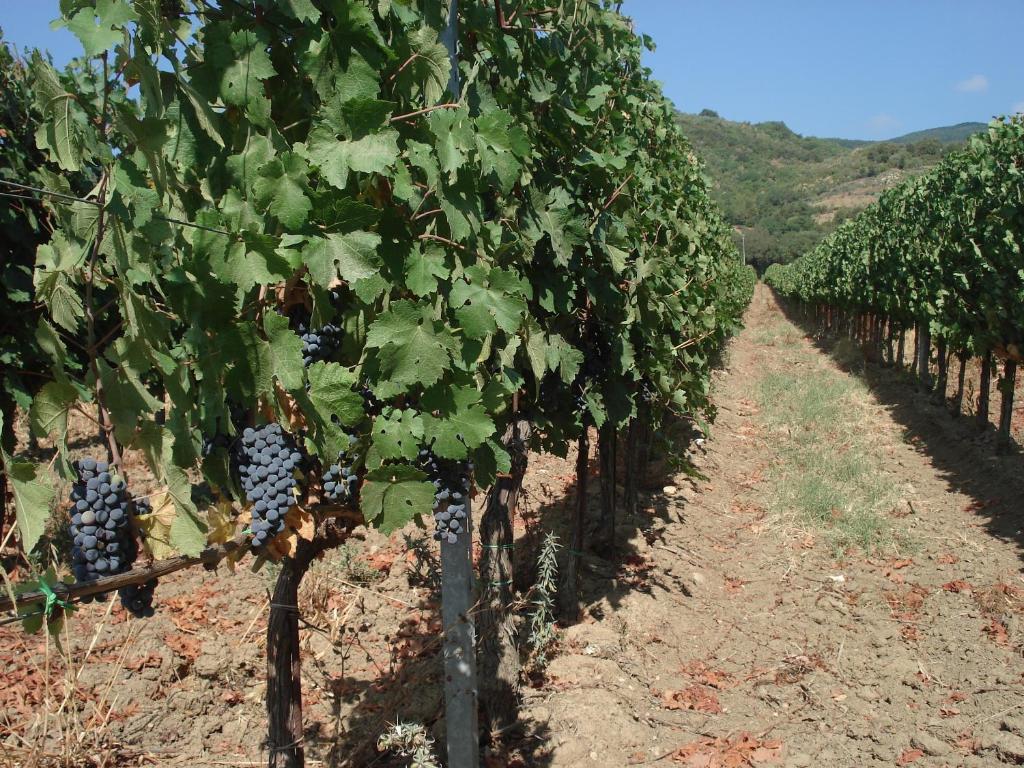 Agriturismo La Fontanella & Glamping Suvereto Luaran gambar