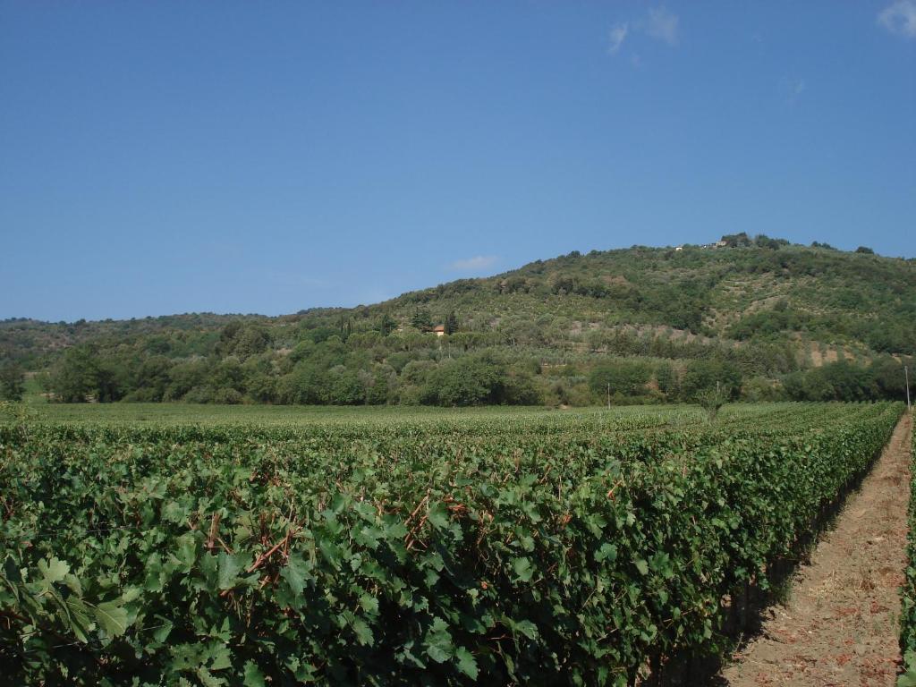 Agriturismo La Fontanella & Glamping Suvereto Luaran gambar